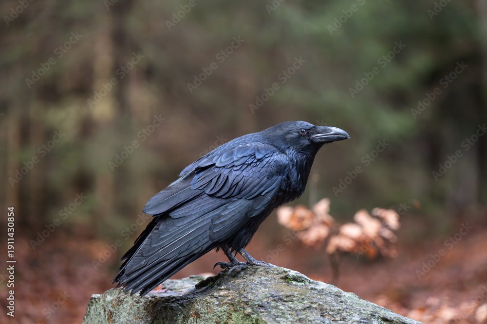 Fototapeta premium Common Raven (Corvus corax) on a stone 