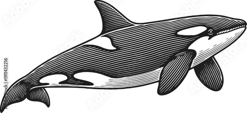 Orca whale illustration with detailed line art and characteristic black and white patterns