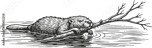 Beaver gnawing a branch, river water scene, detailed black and white woodcut animal illustration