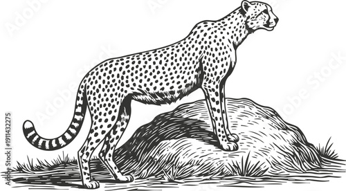 Cheetah standing on rock, wild animal with spotted fur and long tail in nature