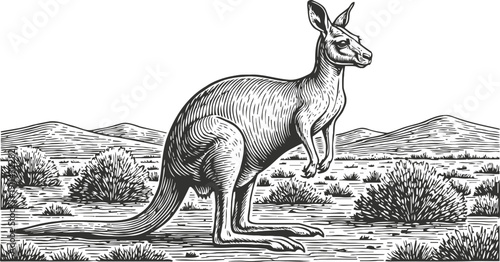 Illustration of a kangaroo in natural habitat with bushes and hills background, wildlife engraving