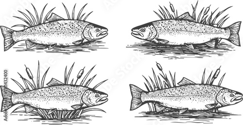 Four detailed hand drawn trout fish illustrations with aquatic plants, freshwater river habitat design