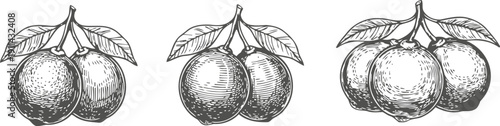 hand drawn vintage plum illustrations with leaves fruit botanical sketches in black and white nature organic fresh ripe orchard harvest