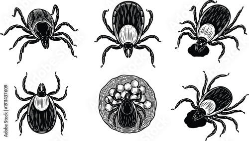 Black and white vector illustration of deer ticks, parasite wood tick collection with eggs, lyme disease and pest control concept, isolated