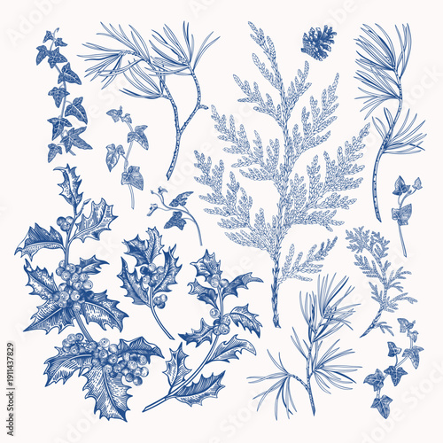 Winter plant set. Blue ink vintage botanical elements: holly, pine, cedar, ivy, berries and pinecones. Hand-drawn isolated illustrations for Christmas design.