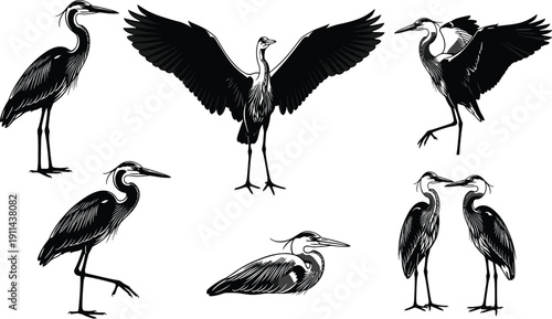 Collection of black and white heron illustrations, graceful crane sketches, wading birds standing and flying, marsh wildlife nature vector design elements,