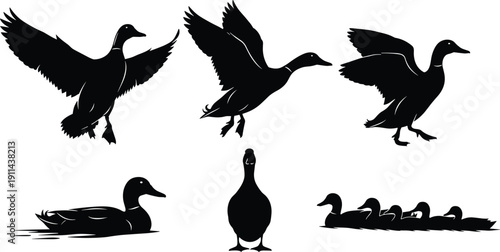 Collection of black duck silhouettes, mallard waterfowl flying and swimming, mother duck with ducklings, pond wildlife icons, nature vector set