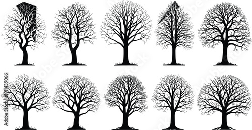 Collection of detailed leafless tree silhouettes with bare branches, isolated on white background, winter forest botanical illustration set for design