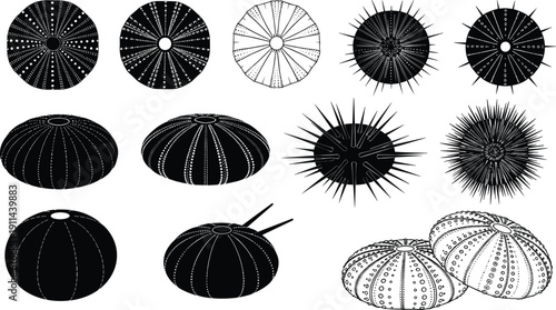 Silhouette collection of various sea urchin species, marine echinoderm set, underwater ocean life and coastal nature design elements, isolated vector, water
