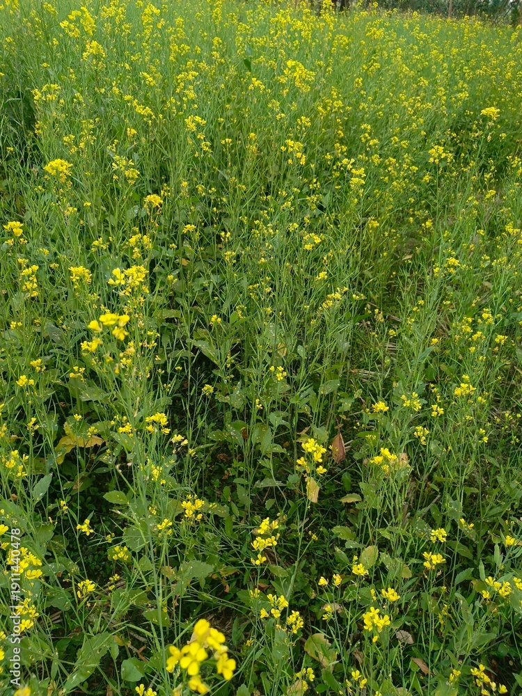 Obraz premium Field of yellow mustard flowers in bloom with lush green stalks and leaves under a soft natural light