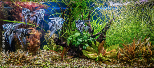 Photos Freshwater aquarium with snags, tropical fish and water plants.