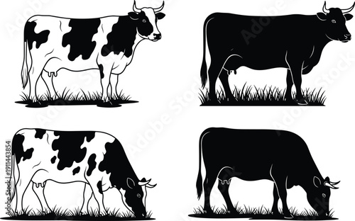 Black and white vector illustration set of cows grazing in grass, dairy cattle silhouettes and line art isolated on white backgroundBlack and white vector 