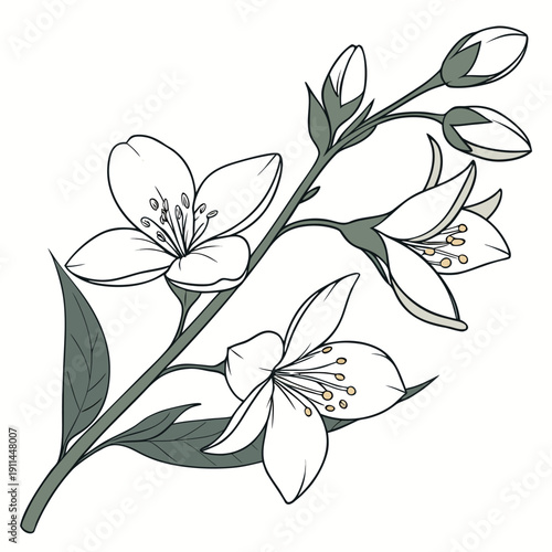 white jasmine vector isolated