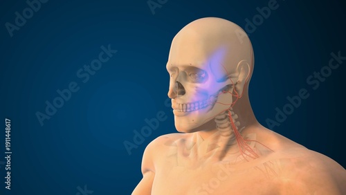 Maxillary Division Nerve Damage Affecting Facial Function