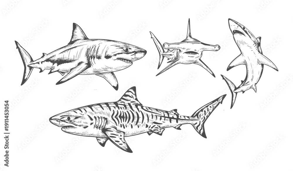 Fototapeta premium Black And White Line Of Four Distinct Shark Species Swimming Sharks Marine Fish Wildlife