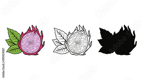 Dragon fruit vector illustrations in different styles and colors