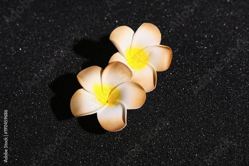 Beautiful plumeria flowers ...