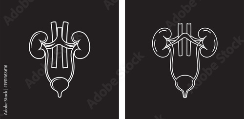 Human Urinary System Anatomy Icons with Kidneys and Bladder, Medical and Health Illustration Line Art Vector