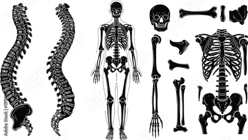 Human skeleton anatomy set with spine columns, skull, rib cage, and limb bones isolated black silhouettes for medical education vector