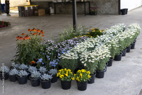 Εκτύπωση καμβά Fresh, vibrant assortment of colorful flowers in nursery