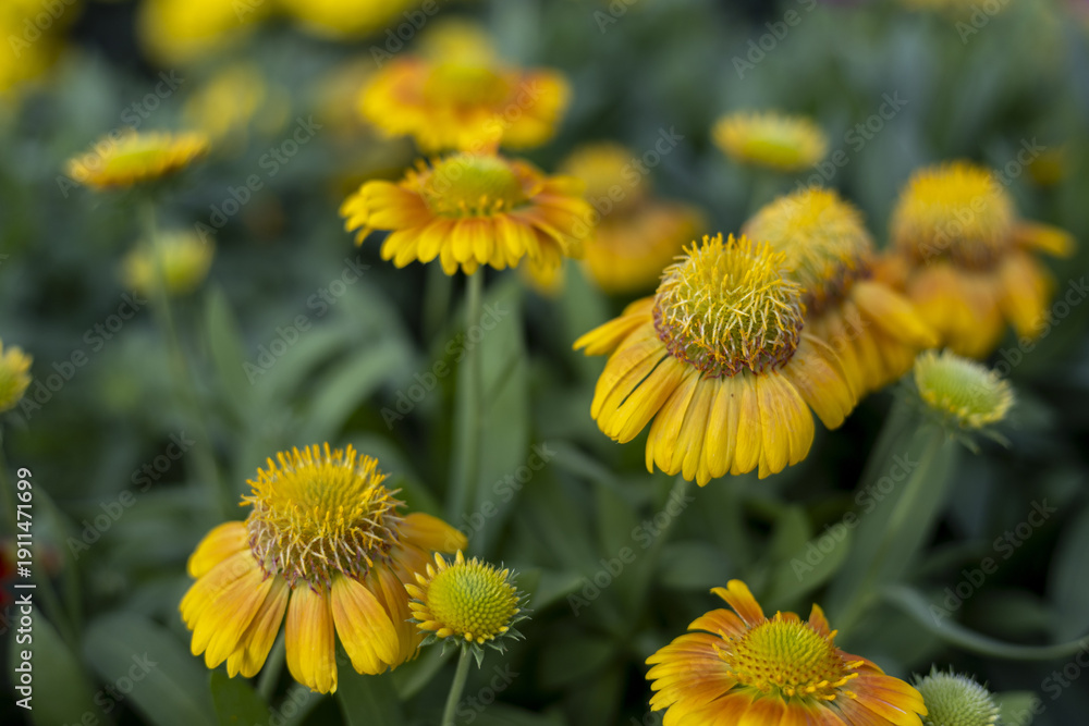 Naklejka premium Cheerful yellow sneezeweed flower blooming in vibrant summer garden. This beautiful close up with soft focus background captures delicate detail of each petal in nature