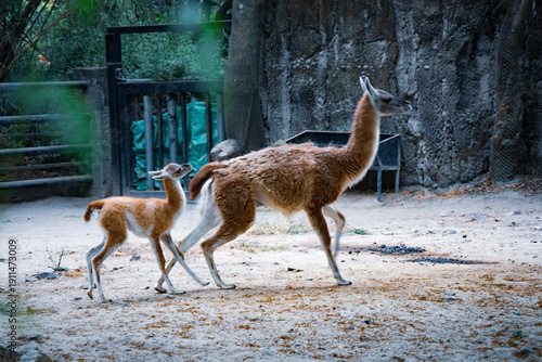 Guanaco mother walking with baby in wildlife enclosure
