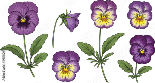 Purple pansy flowers with yellow centers and green leaves on white background