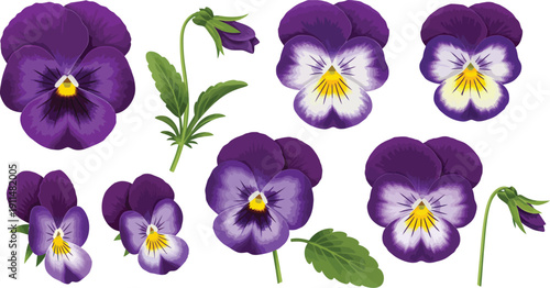 Purple pansy flowers with green leaves on white background