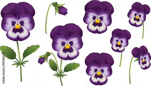 Purple pansy flowers on green stems with leaves on white background