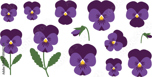 Purple pansy flowers in various stages and arrangements on white background