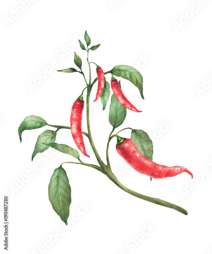 Hot Chili pepper plant. Watercolor painting of red pods and green leaves on the branch. Botanical realistic Cultivated vegetables illustration for gardening, Asian seasoning Isolated from background