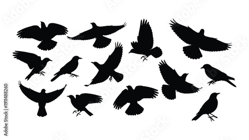 A flock of black birds flying in various directions against a white background Vector