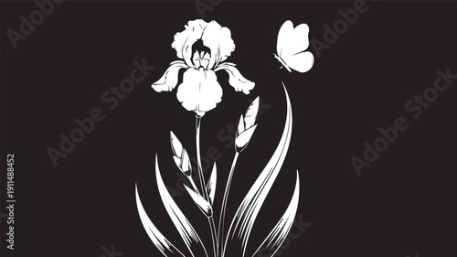 Graceful White Iris Flower with Delicate Butterfly on Black Background