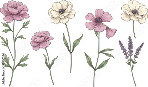 Colorful illustration of pink and white flowers on stems with leaves and buds