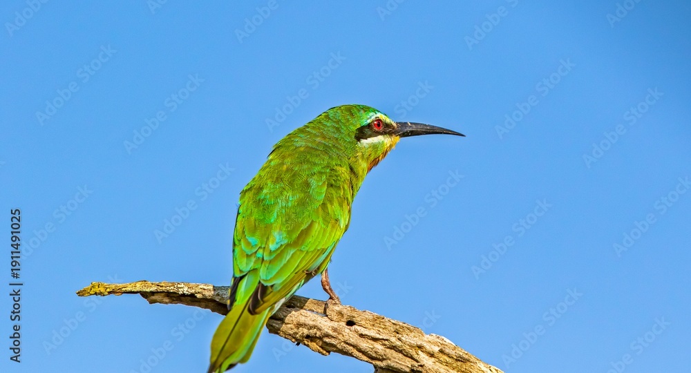 Obraz premium The little bee-eater (Merops pusillus) is a small hummingbird. They reside in most sub-Saharan Africa.