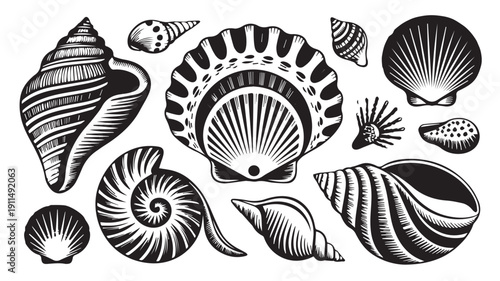 Collection of diverse seashells and marine mollusk shells