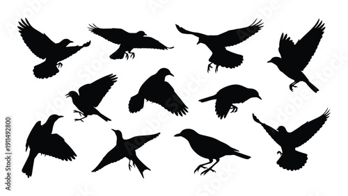 A diverse group of black birds in various flight poses against a white background Vector