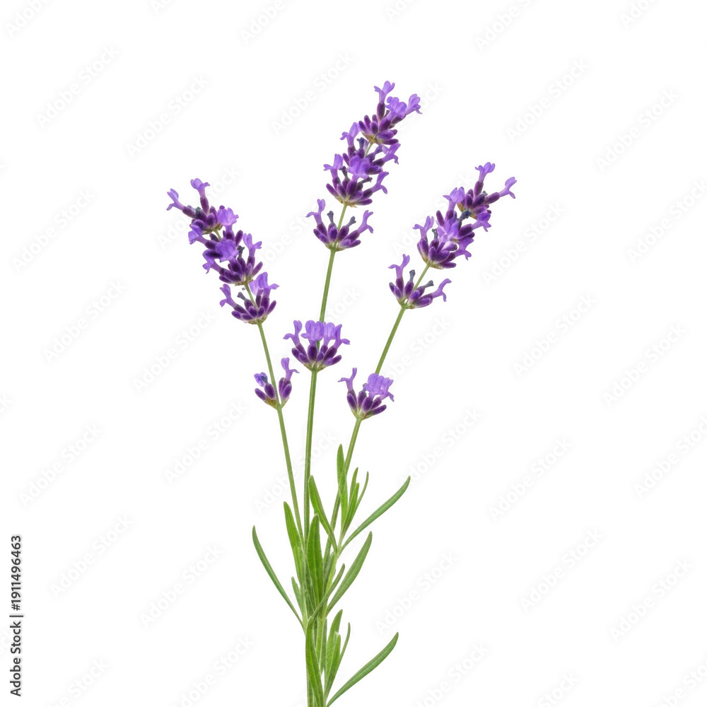 Obraz premium A cluster of vibrant purple lavender flowers with green stems and leaves. isolated on transparent background