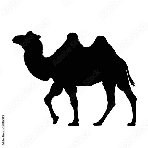 Black silhouette of a dromedary camel standing in profile view