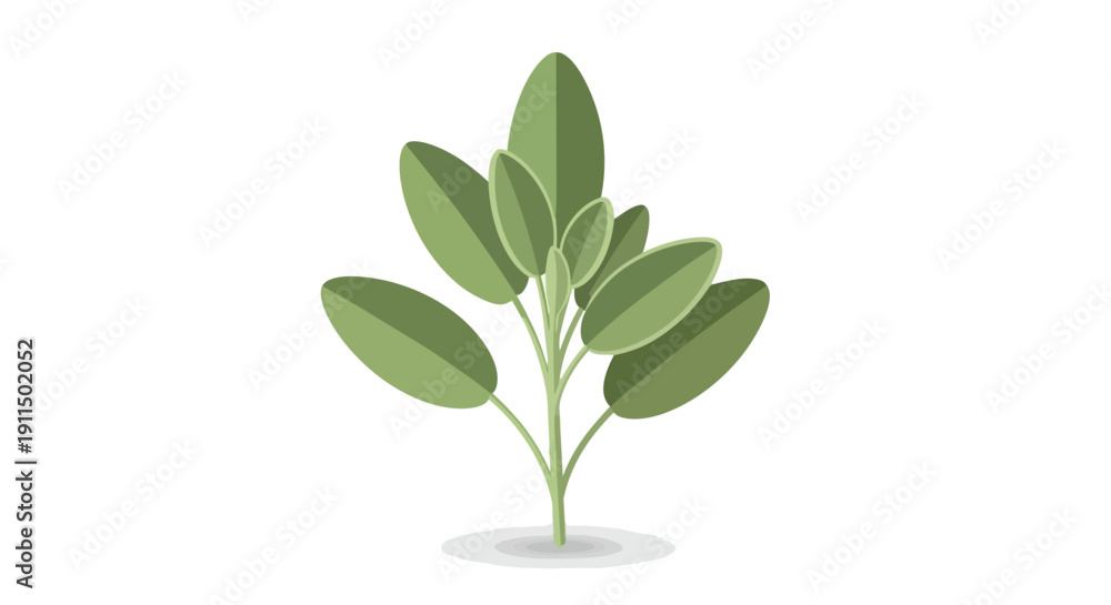 Obraz premium A modern vector graphic depicting a thriving herbaceous plant with its characteristic oval leaves in varying shades of fresh green, rooted firmly in