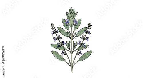 Graceful botanical illustration showcasing a vibrant sage plant with elegant purple blossoms and fragrant green leaves perfect for herbal designs