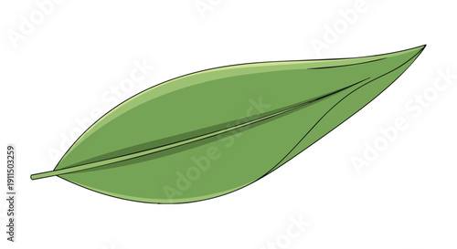 Green botanical illustration featuring a simple, elongated leaf with distinct vein on white background.