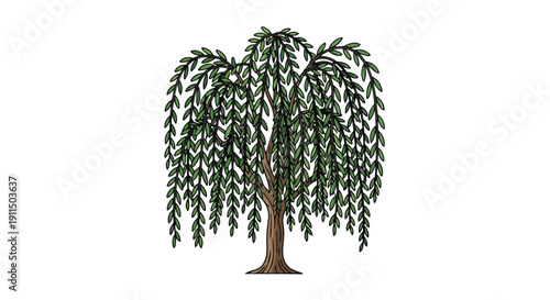 Elegant weeping willow tree illustration with verdant cascading leaves against a pristine white background showcasing nature's inherent beauty and