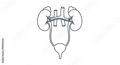 Anatomical diagram of the human urinary system line art