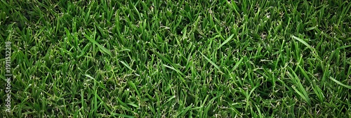 Lush Green Lawn with Vibrant Grass Blades and Nature Elements for Eco-Friendly Gardening Backgrounds