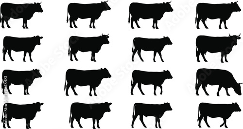 Cow silhouette collection featuring farm cattle poses, standing, walking and grazing bovine animals isolated on white background
