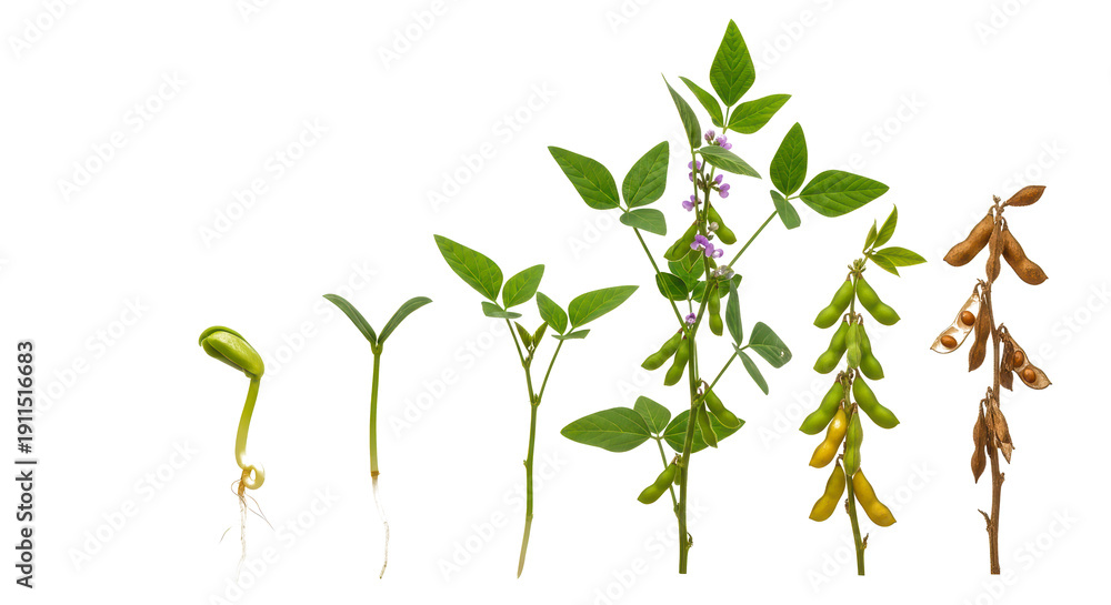 Fototapeta premium Close up of Soybean Plant with Green Leaves Pink Flowers and Ripe Pods isolated on a transparent background