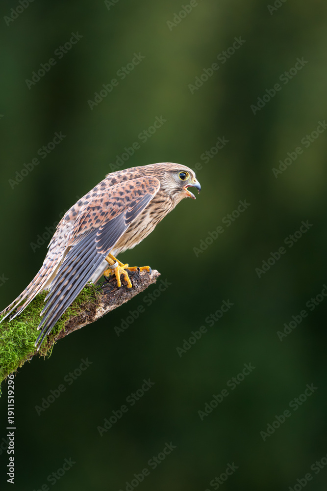 Fototapeta premium Common kestrel (Falco tinnunculus) is a bird of prey species belonging to the kestrel group of the falcon family Falconidae. 