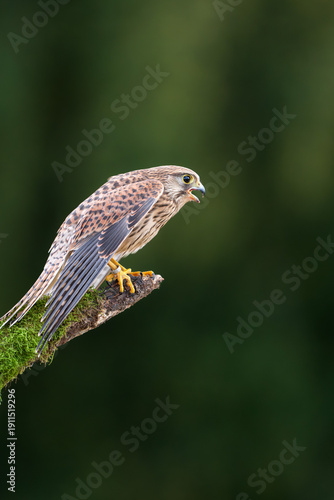 Common kestrel (Falco tinnunculus) is a bird of prey species belonging to the kestrel group of the falcon family Falconidae. 