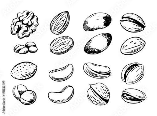 Collection of Hand Drawn Style Nuts Isolated White Background food healthy